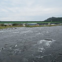 狩野川(狩野川漁業協同組合) 釣果