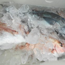 こうゆう丸 釣果