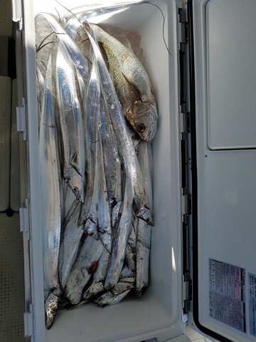 遊漁船　ニライカナイ 釣果