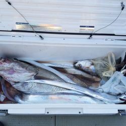 遊漁船 ニライカナイ 釣果