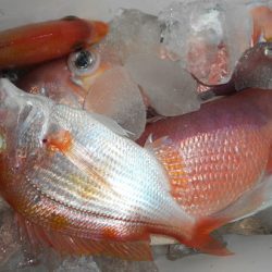 こうゆう丸 釣果