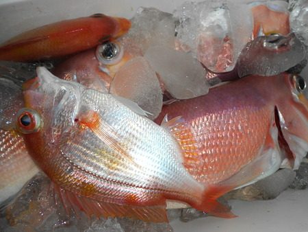 こうゆう丸 釣果