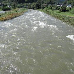 狩野川(狩野川漁業協同組合) 釣果