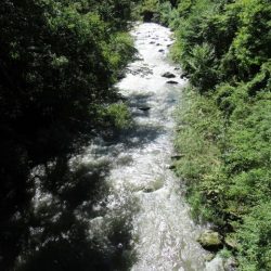 狩野川(狩野川漁業協同組合) 釣果