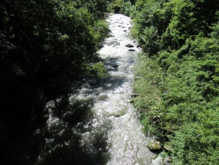 狩野川（狩野川漁業協同組合） 釣果