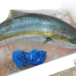 こうゆう丸 釣果