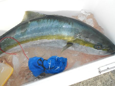こうゆう丸 釣果