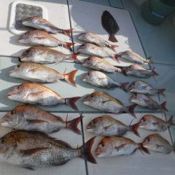 遊漁船 幸友丸 釣果