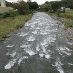 狩野川(狩野川漁業協同組合) 釣果
