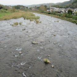 狩野川(狩野川漁業協同組合) 釣果