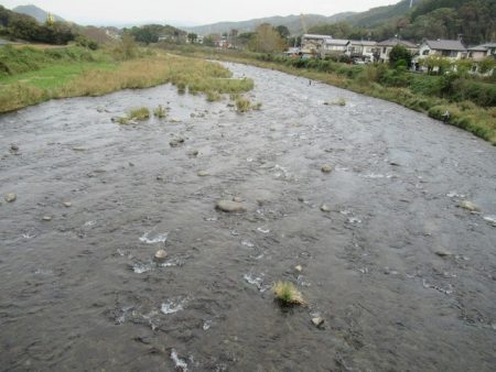 狩野川(狩野川漁業協同組合) 釣果