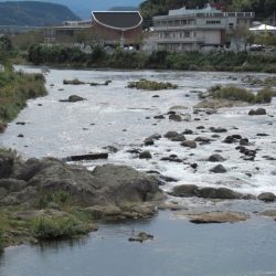 狩野川(狩野川漁業協同組合) 釣果
