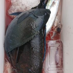 伊豆下田フィッシング 釣果