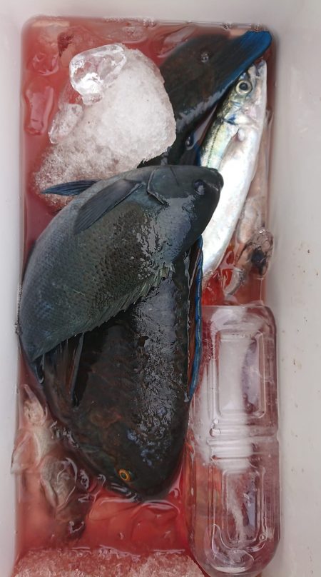 伊豆下田フィッシング 釣果