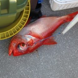 へいみつ丸 釣果