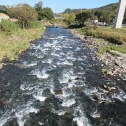 狩野川(狩野川漁業協同組合) 釣果