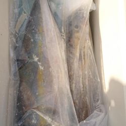 伊豆下田フィッシング 釣果