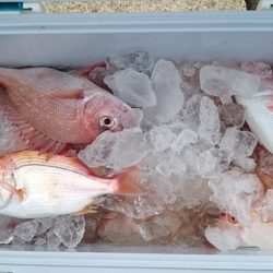 大進丸(新潟) 釣果