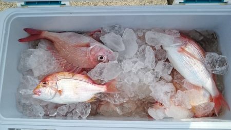 大進丸(新潟) 釣果