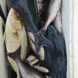 伊豆下田フィッシング 釣果