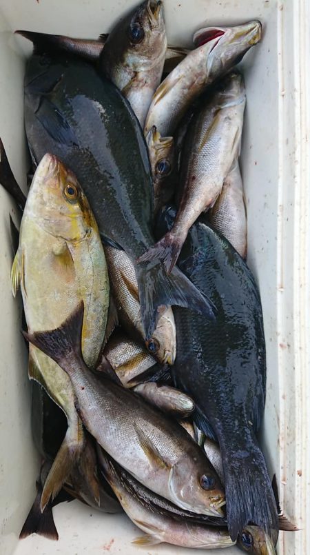 伊豆下田フィッシング 釣果