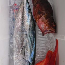 伊豆下田フィッシング 釣果