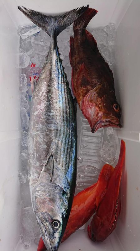 伊豆下田フィッシング 釣果