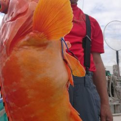 伊豆下田フィッシング 釣果