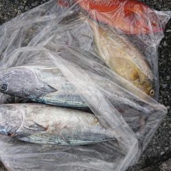 伊豆下田フィッシング 釣果
