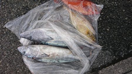 伊豆下田フィッシング 釣果