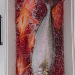 伊豆下田フィッシング 釣果