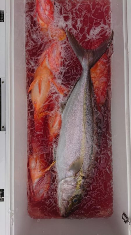 伊豆下田フィッシング 釣果