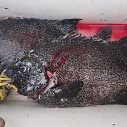 伊豆下田フィッシング 釣果