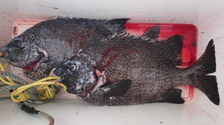 伊豆下田フィッシング 釣果