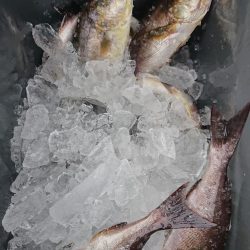 伊豆下田フィッシング 釣果