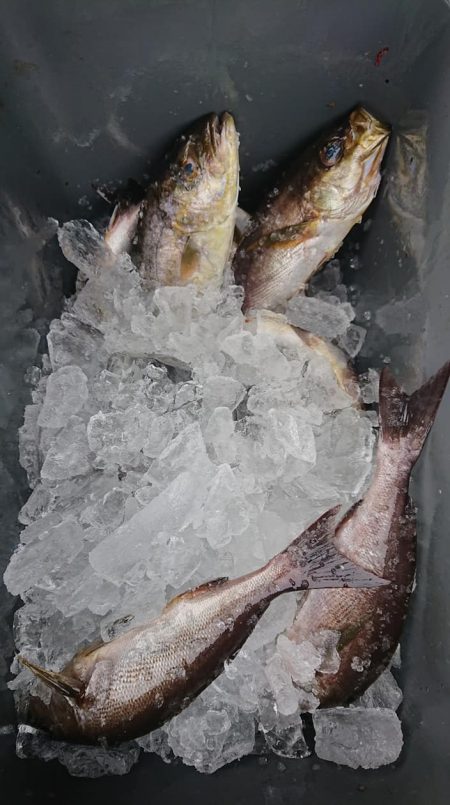 伊豆下田フィッシング 釣果