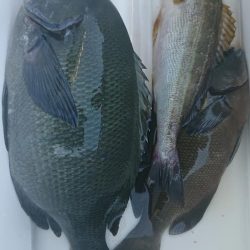 伊豆下田フィッシング 釣果