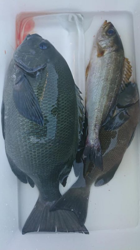 伊豆下田フィッシング 釣果