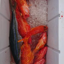 伊豆下田フィッシング 釣果