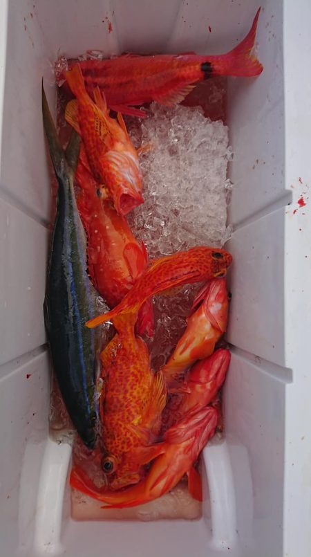 伊豆下田フィッシング 釣果