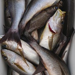 伊豆下田フィッシング 釣果