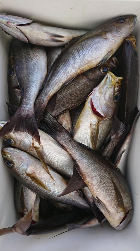 伊豆下田フィッシング 釣果