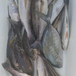 伊豆下田フィッシング 釣果