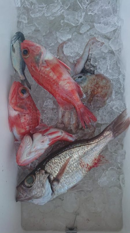 伊豆下田フィッシング 釣果