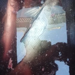 伊豆下田フィッシング 釣果