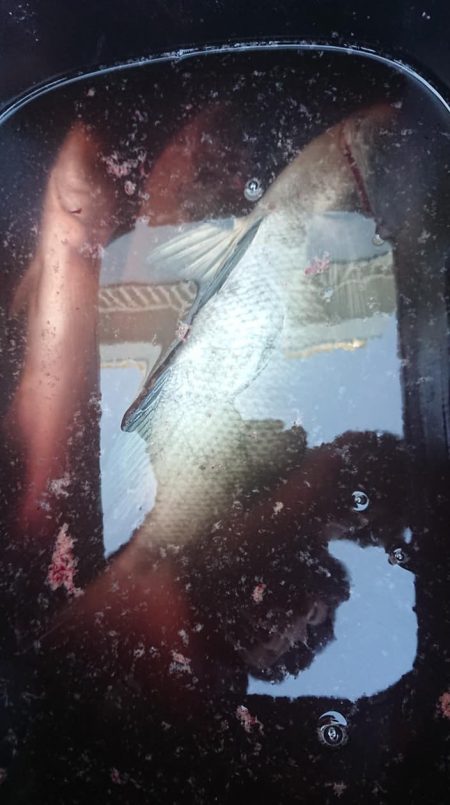 伊豆下田フィッシング 釣果