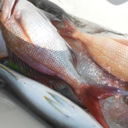 こうゆう丸 釣果