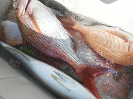 こうゆう丸 釣果