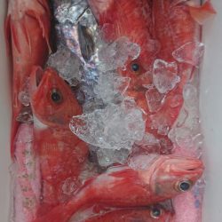 伊豆下田フィッシング 釣果