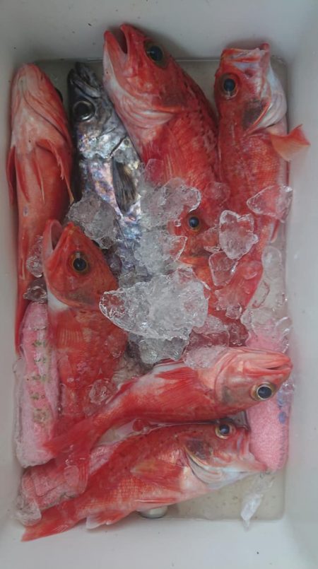 伊豆下田フィッシング 釣果